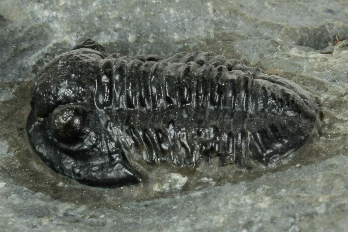 Detailed Proetid (Gerastos) Trilobite Fossil - Morocco #325847
